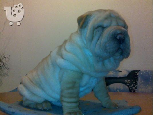 Kαλή τιμή!!!.Πουλάω όμορφα κουτάβια ράτσα SHAR-PEI - Σαρ Πέι- 350 euro...